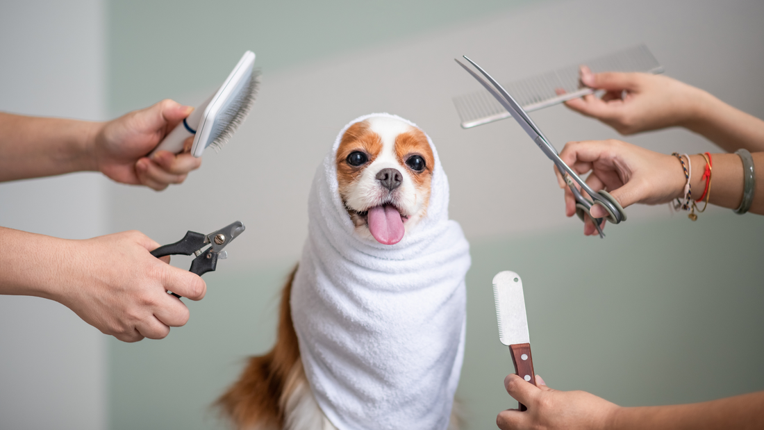 Essential Grooming Tips for Your Pet