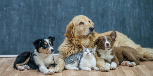 The Ultimate Guide to Choosing the Best Pet Supplies for Your Furry Friend